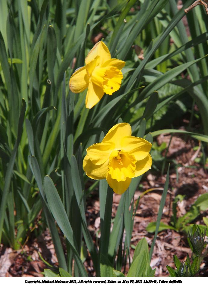 Yellow daffodils #2
