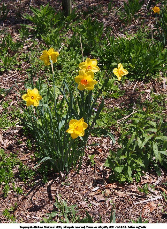 Yellow daffodils #4