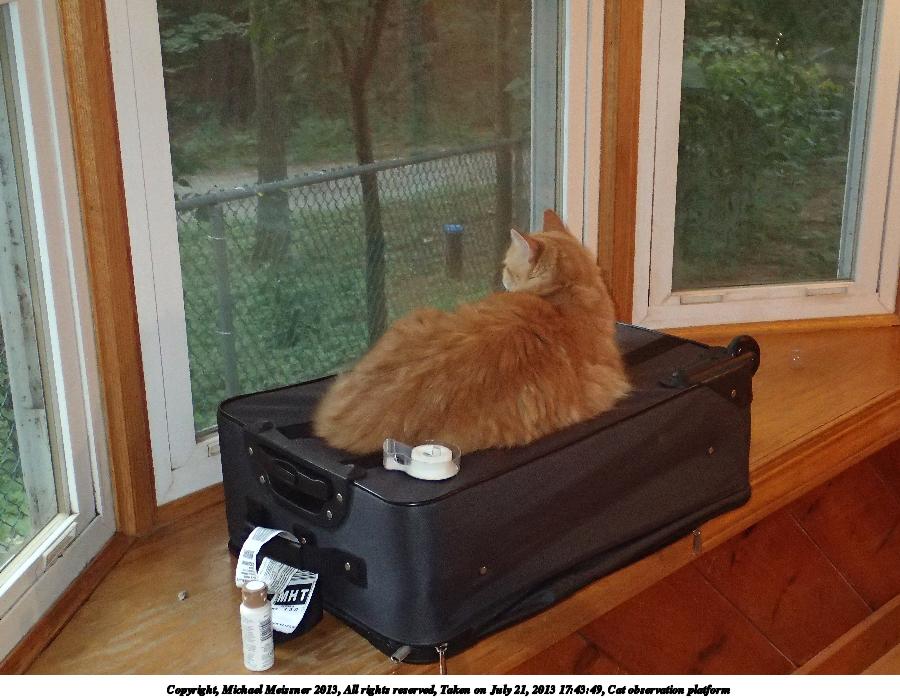 Cat observation platform