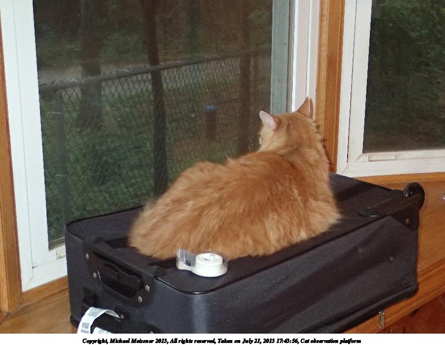 Cat observation platform #2