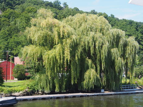 Willow tree