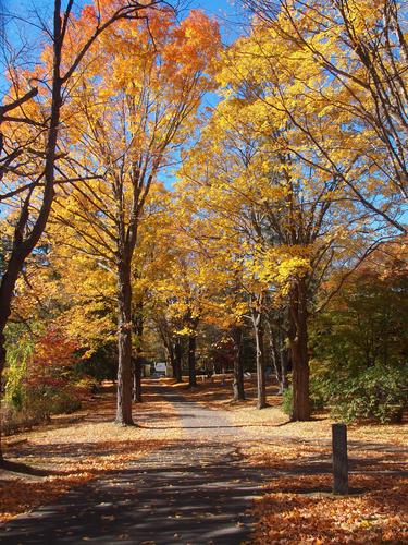 Fall in the graveyard #8