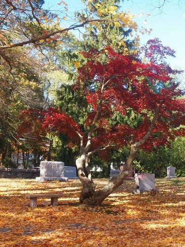 Fall in the graveyard #11