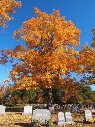 Fall in the graveyard #13