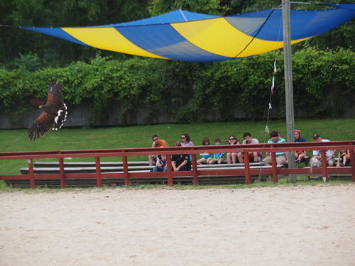 These are my wings #2