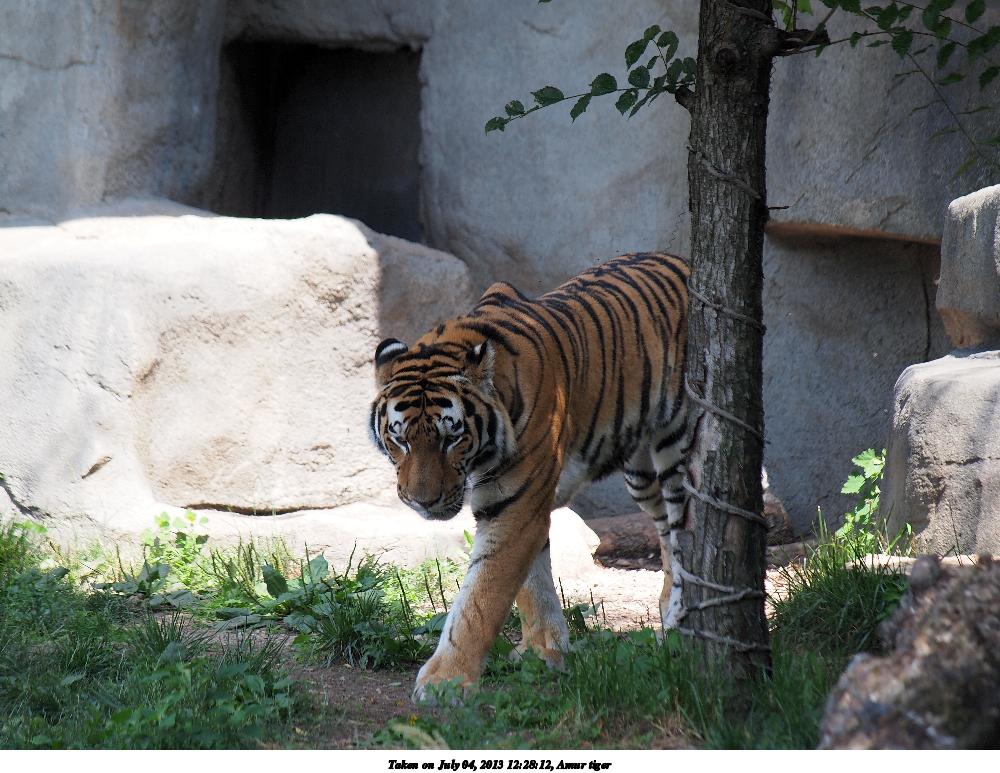 Amur tiger #2