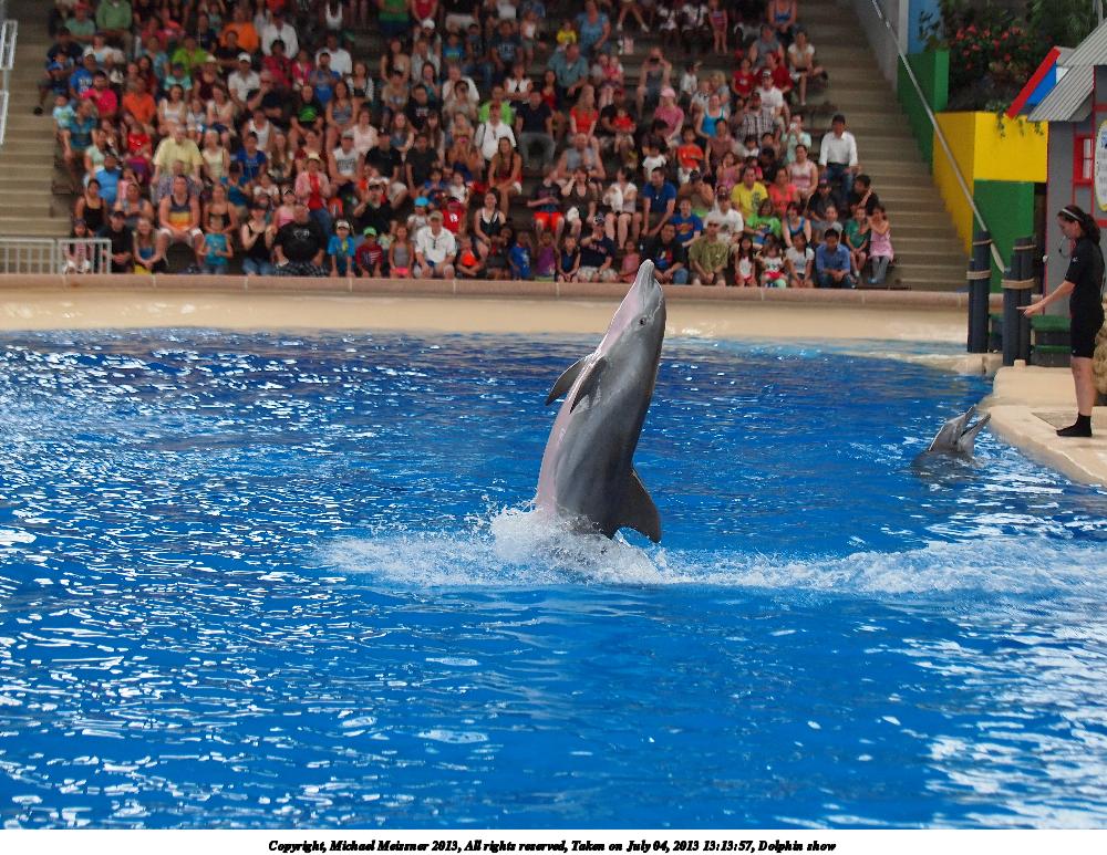 Dolphin show #26