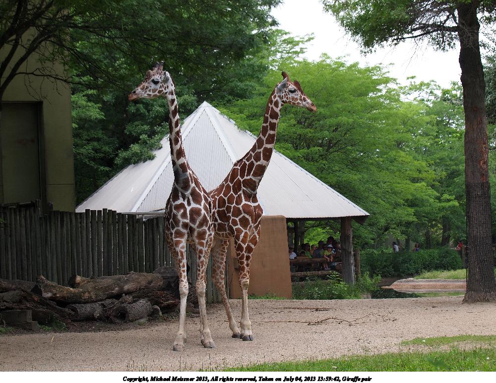 Giraffe pair #2