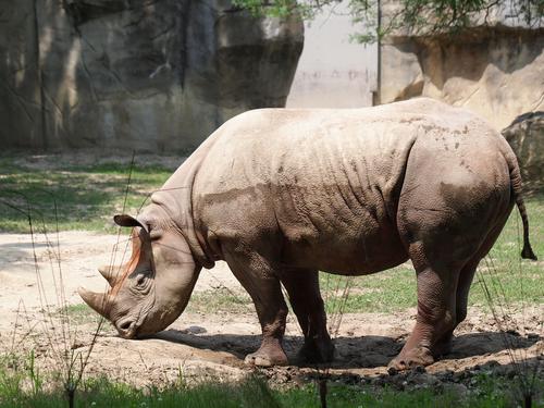 Black rhinoceros #2