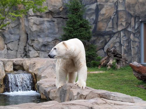 Polar bear #3