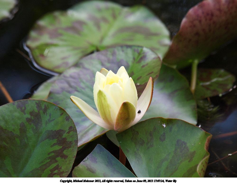 Water lily #2