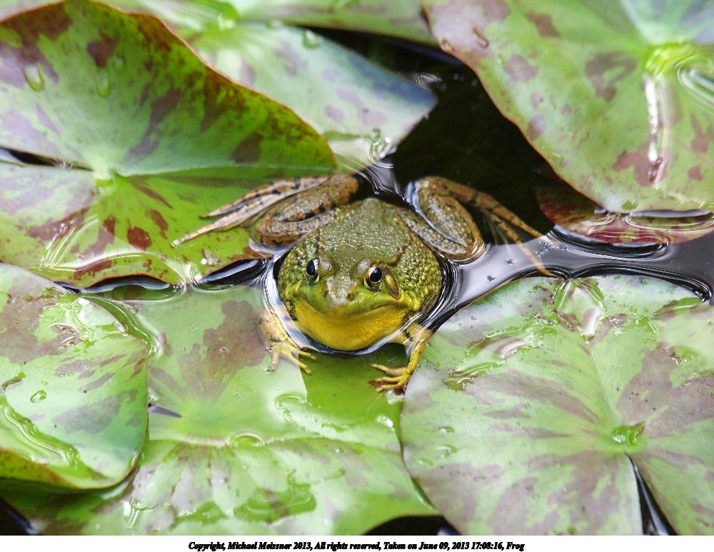 Frog #3