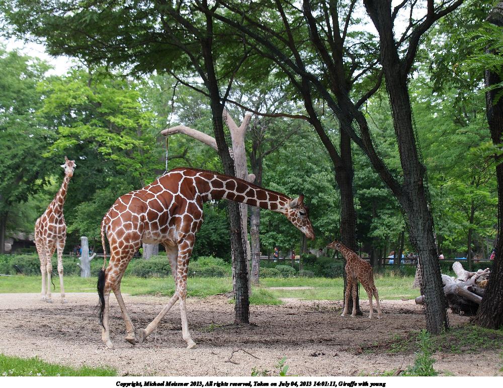 Giraffe with young
