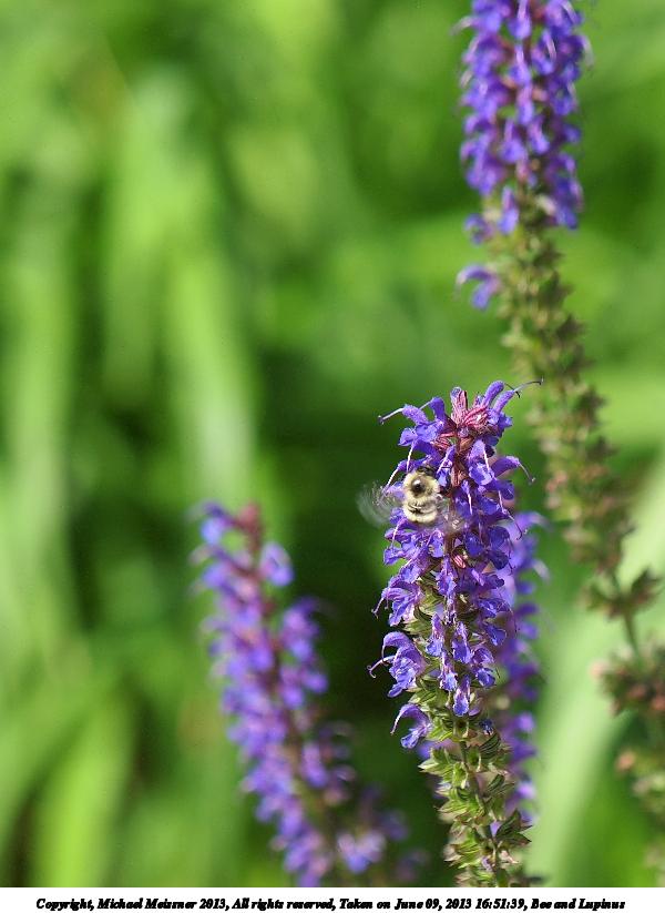 Bee and Lupinus #4