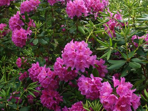 Rhododendron