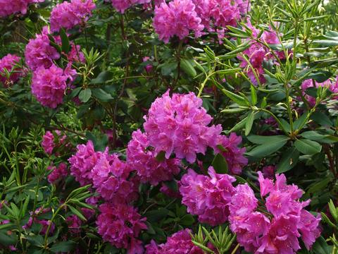 Rhododendron #2