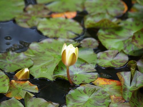Water lily