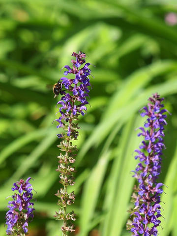 Bee and Lupinus