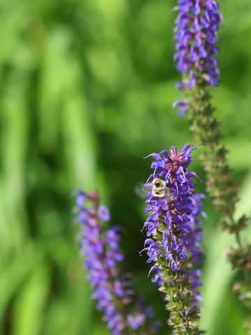 Bee and Lupinus #4