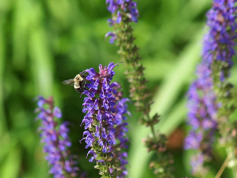Bee and Lupinus #5