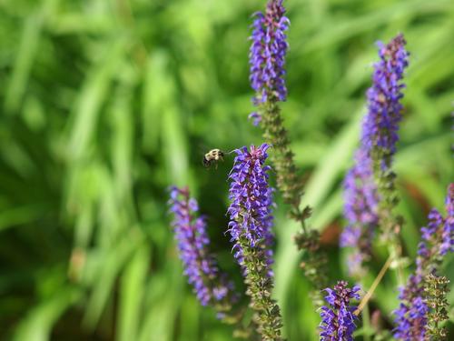 Bee and Lupinus #6