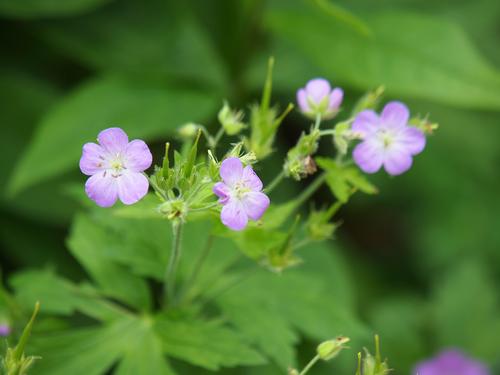 Wild Geranium #2