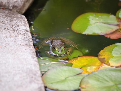 Frog #5
