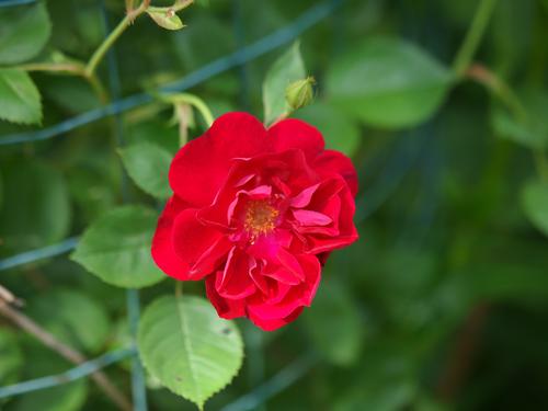 Wild Rose