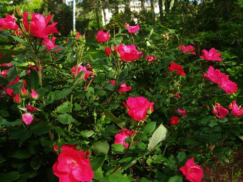 Wild Roses