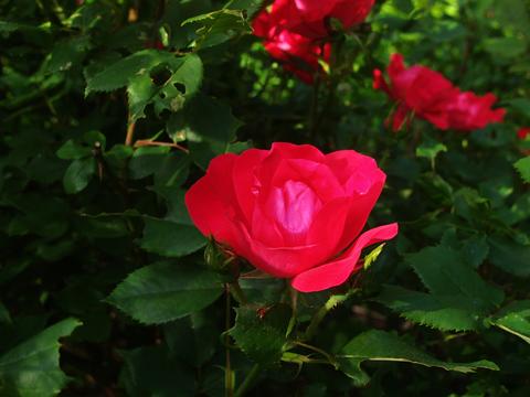 Wild Rose #5