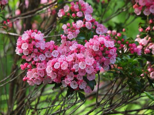 Mountain Laurel