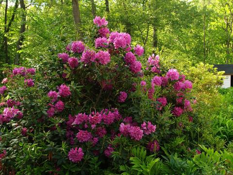 Rhododendron #6