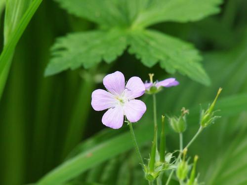 Wild Geranium #3