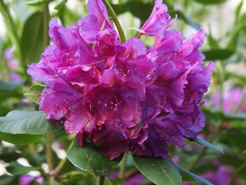 Rhododendron #7