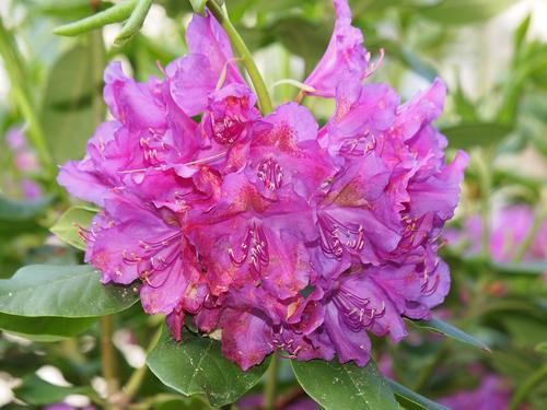 Rhododendron #8