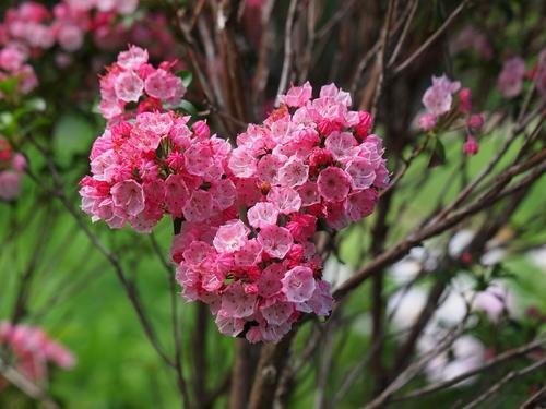 Mountain Laurel #2