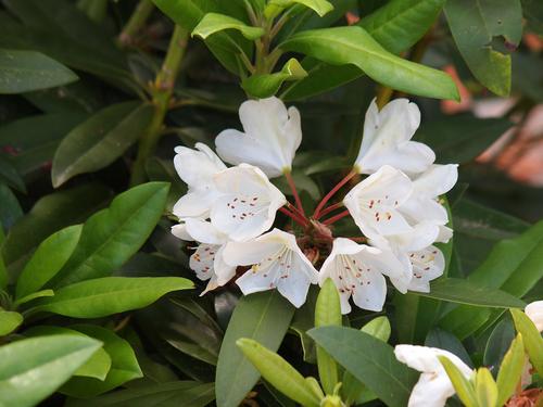 Rhododendron #9