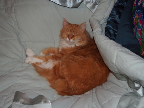 I'm so comfortable here, go away