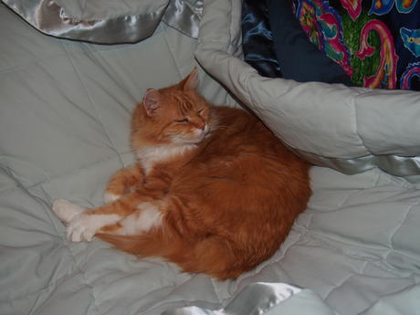 I'm so comfortable here, go away #2