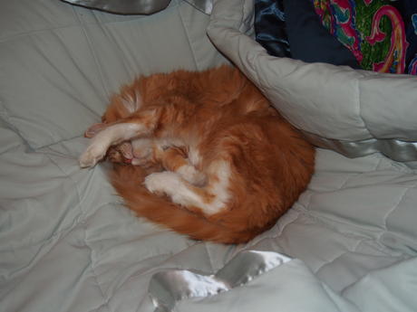 I'm so comfortable here, go away #3