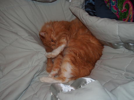 I'm so comfortable here, go away #4