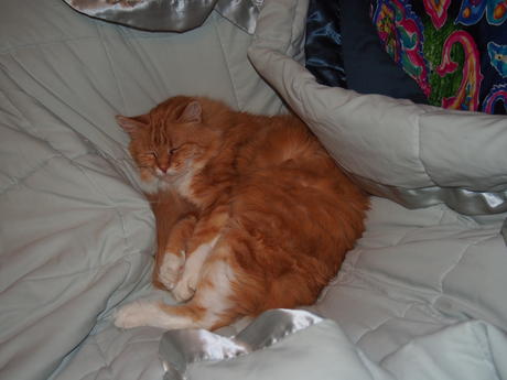 I'm so comfortable here, go away #5