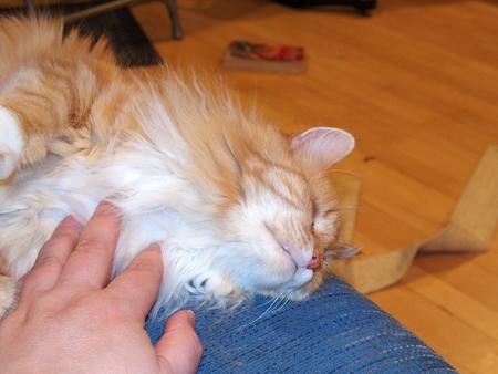 America the fluffy #2