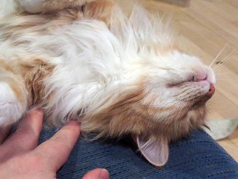 America the fluffy #3