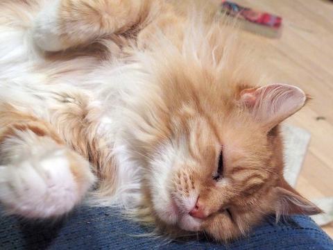 America the fluffy #4