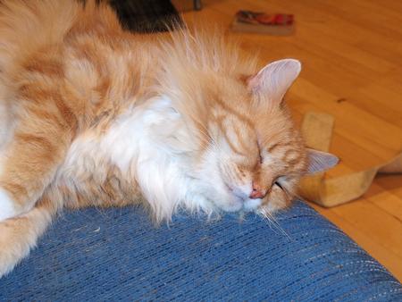 America the fluffy #5