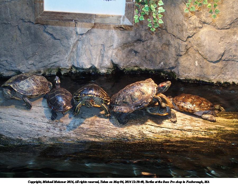 Turtles at the Bass Pro shop in Foxborough, MA