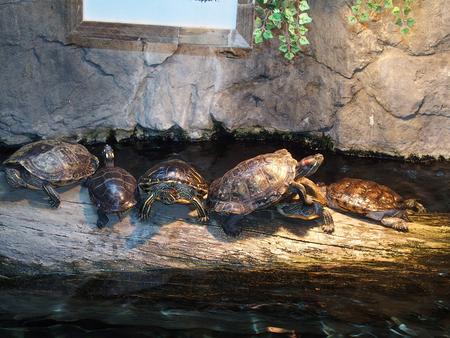 Turtles at the Bass Pro shop in Foxborough, MA