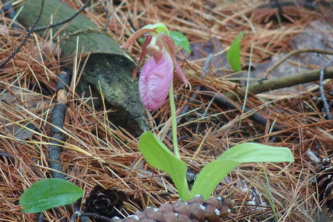 Ladyslipper