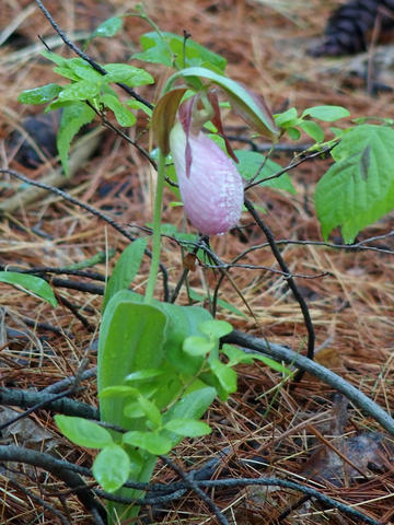 Ladyslipper #3